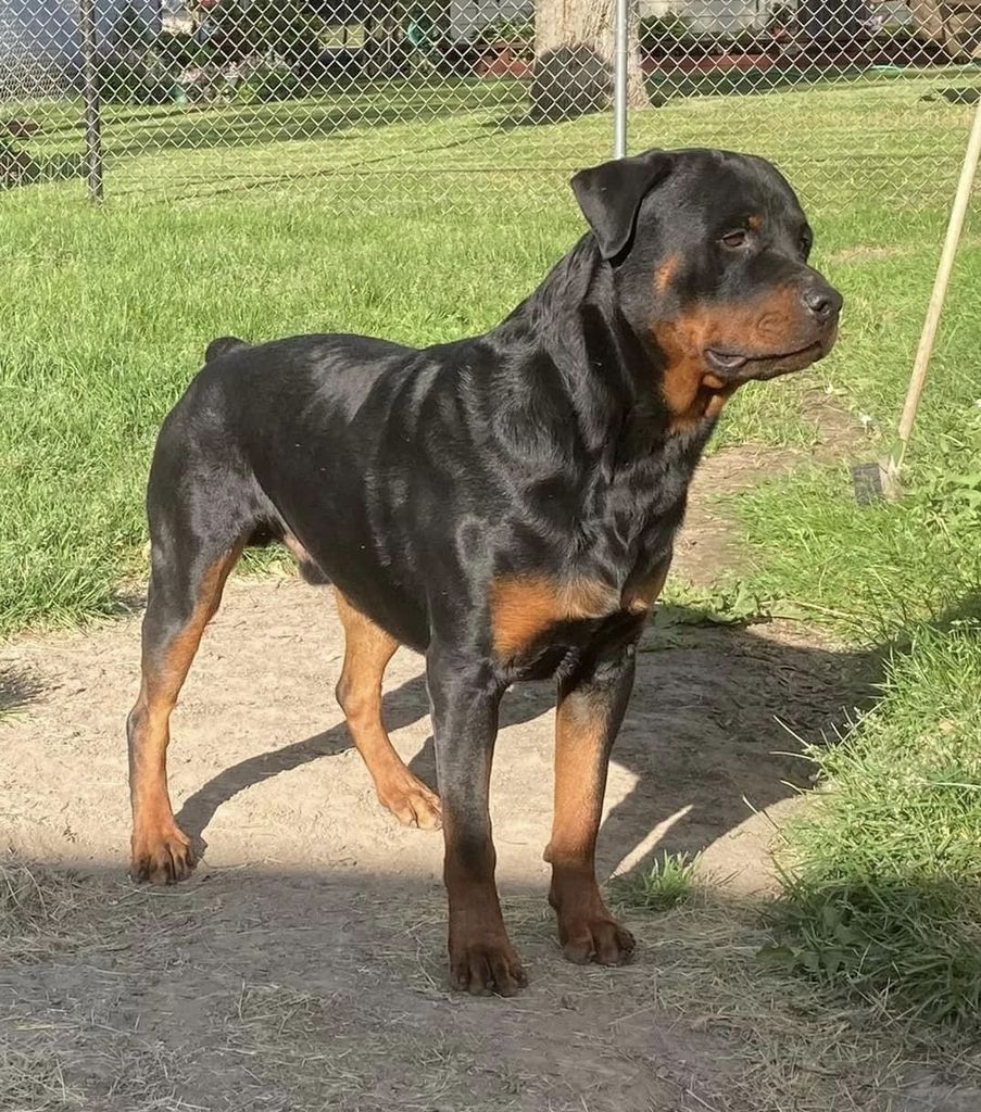 Variant’s a Giant Beast