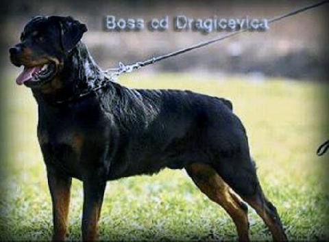 Boss od Dragicevica