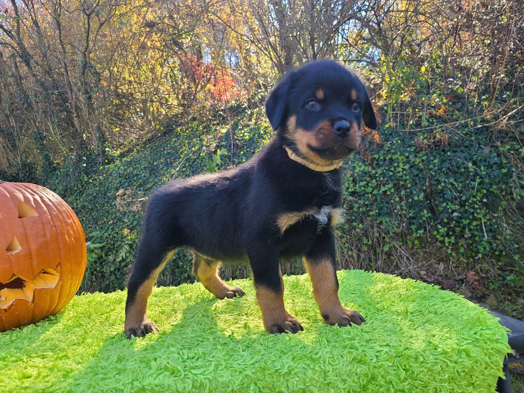 Long Rotts Rig'r Mort Lickem Chops