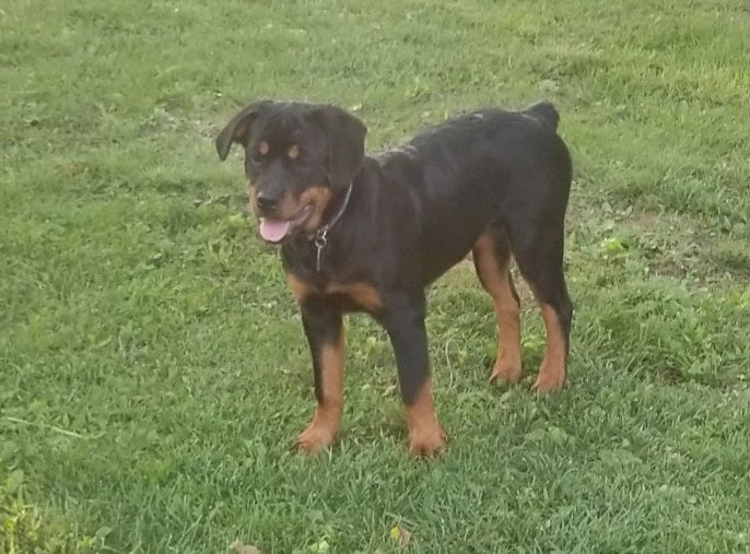 Long Rotts P Maybelle Nacco