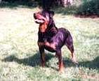 Addemans Cita