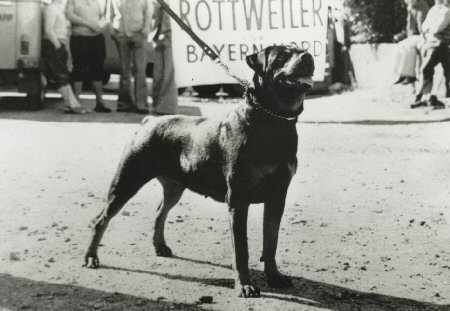 Anka vom Lohauserholz