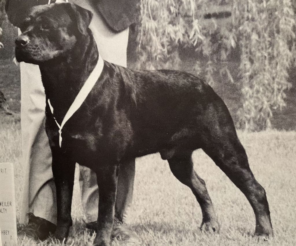 Akemo’s Apache von Goodhart