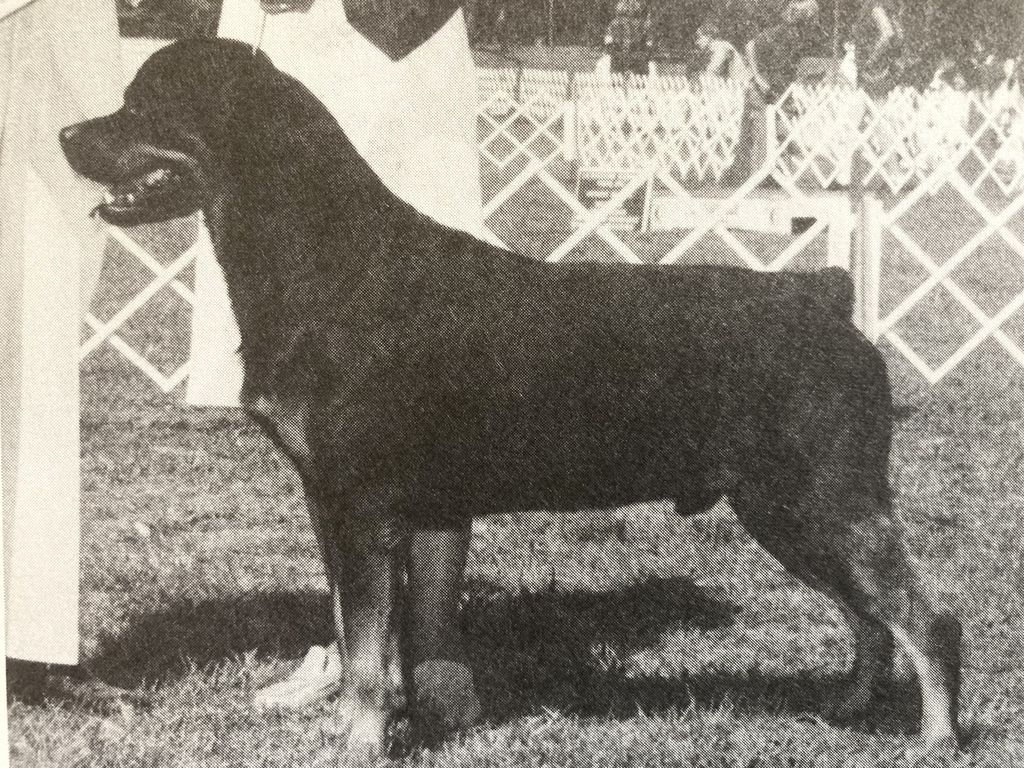 Beaverbrook Eisen v Bruin