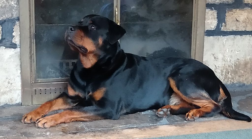 Freyr Scotty Too Hotty vom Rabenbucht