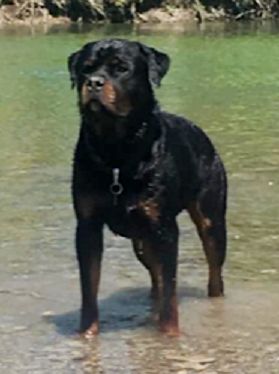 Bruiser von Freund N Schutz