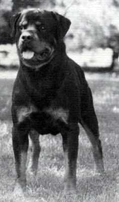 Weissenburg’s Lucifer v Roxer