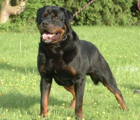 Falko von der Lauterbrucke
