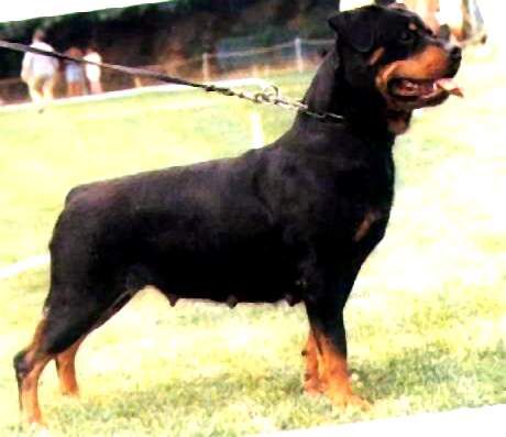 Xama vom Rauchfang