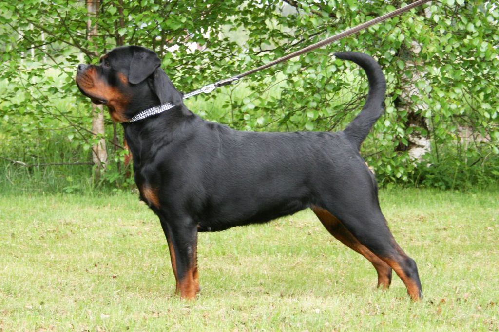 Rott Power Femme
