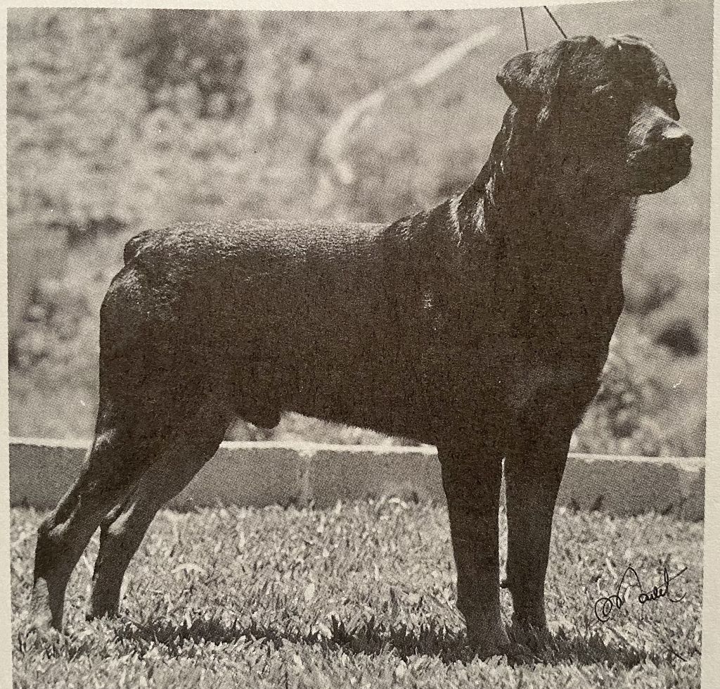 Windcastle’s Maximilian