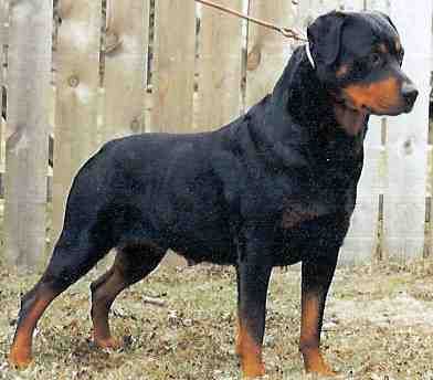 Windrock’s Sophie v Richter