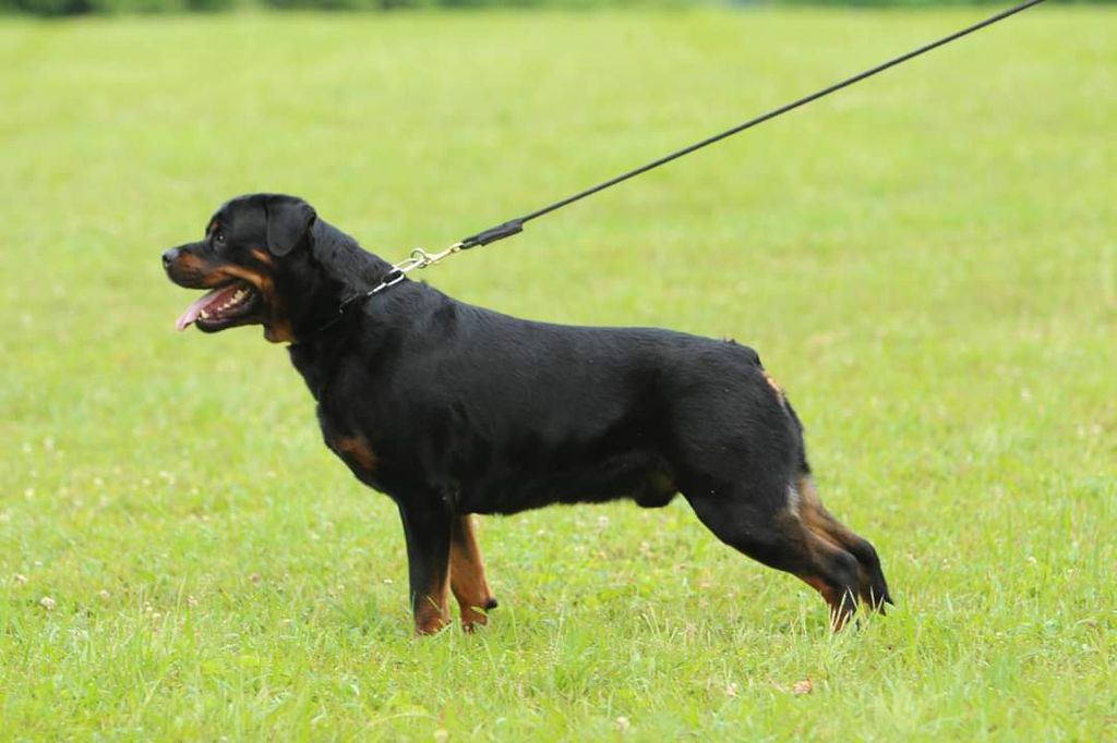 Apache vom Langenshof