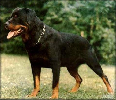 Bandit vom Geiersberg