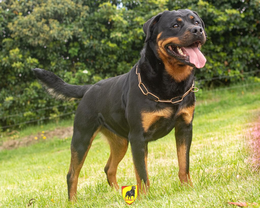 Rott's Sierra's Ohanna