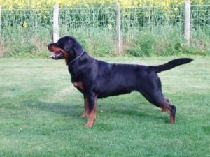 Wiseweiler’s Legacy