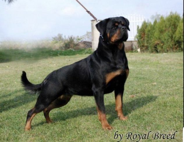 Keza from Royal Breed