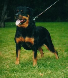 Addemans Cilla