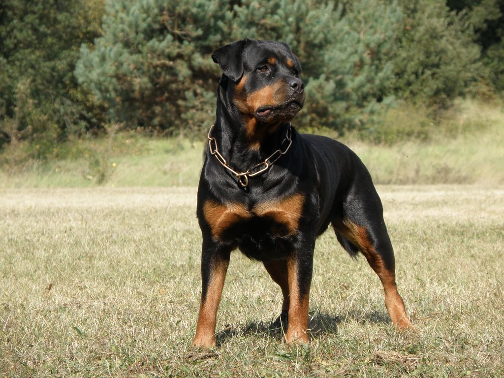 Alpha vom Balcus
