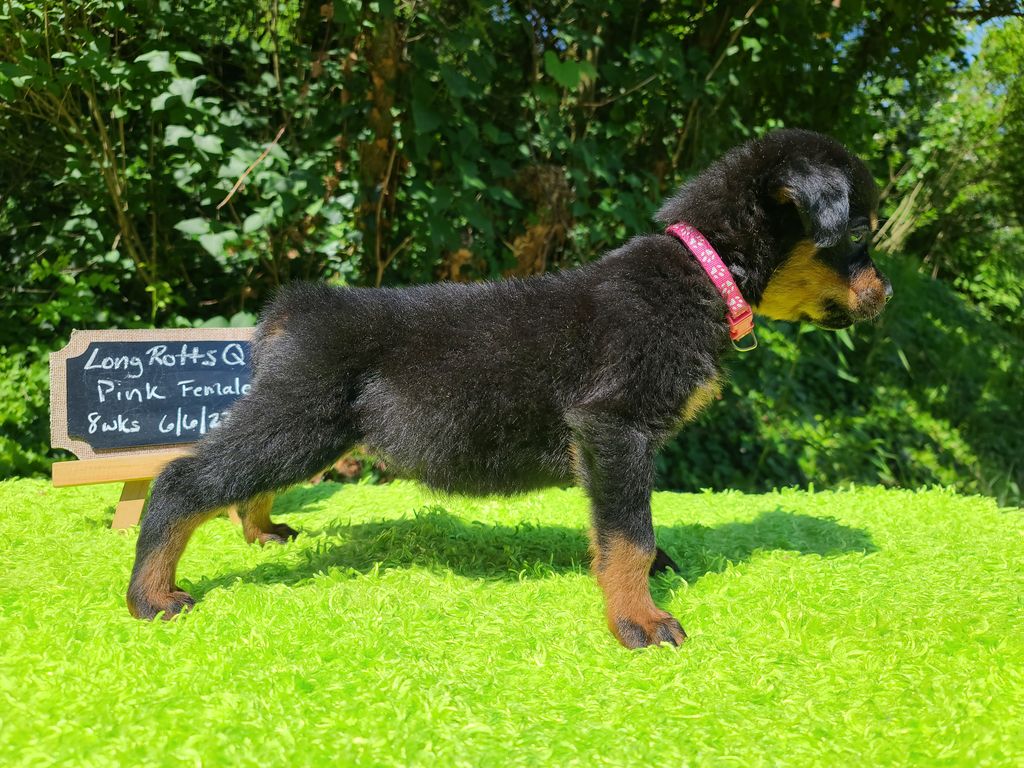Long Rotts Quest for Wars of Yore