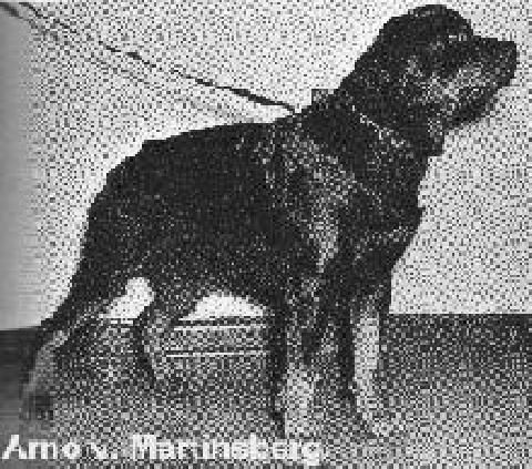 Arno vom Martinsberg