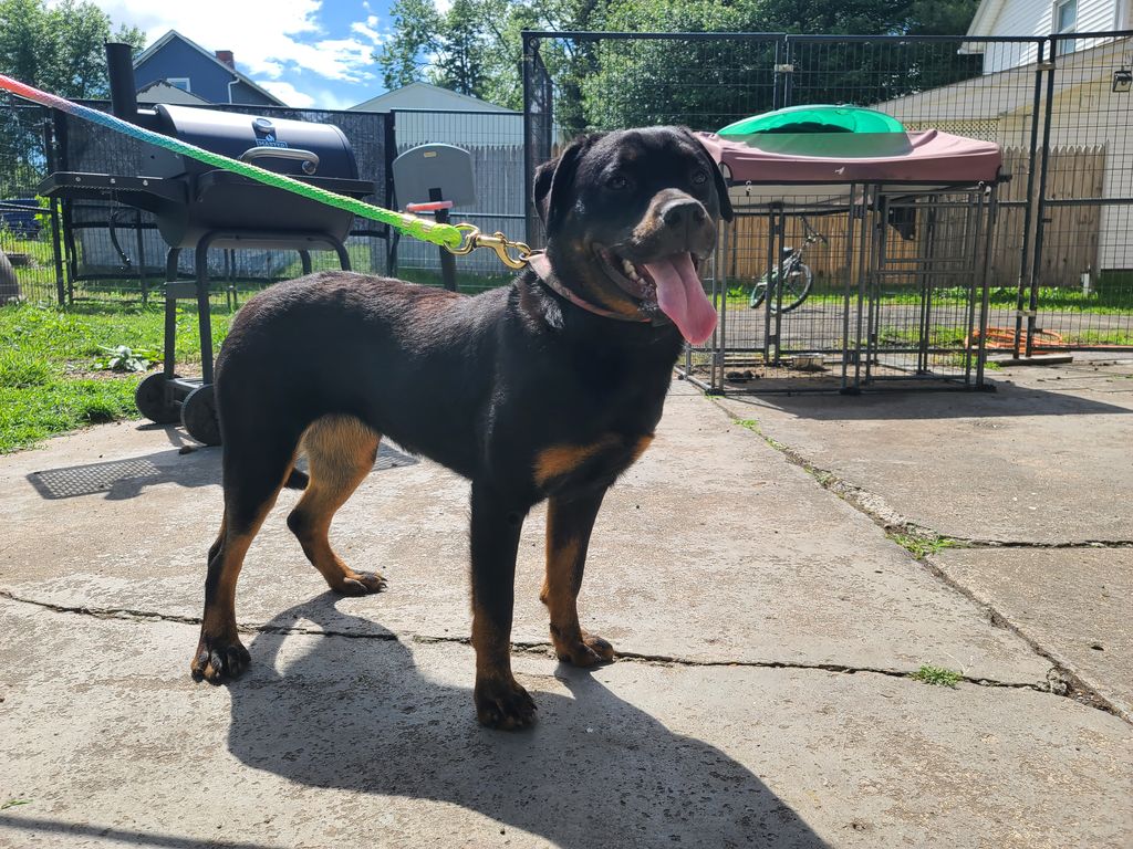 Long Rotts Bashful Blushin' Lady