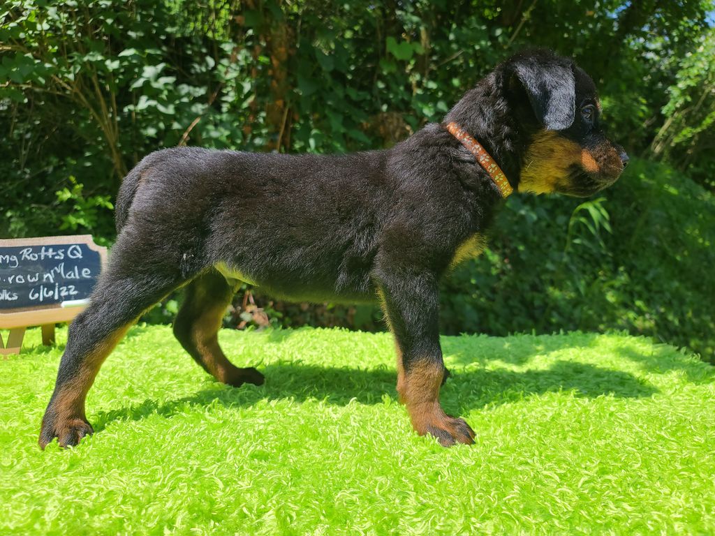 Long Rotts Quitters Never Prosper