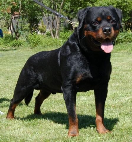 Burbon Pride of Beau Monde