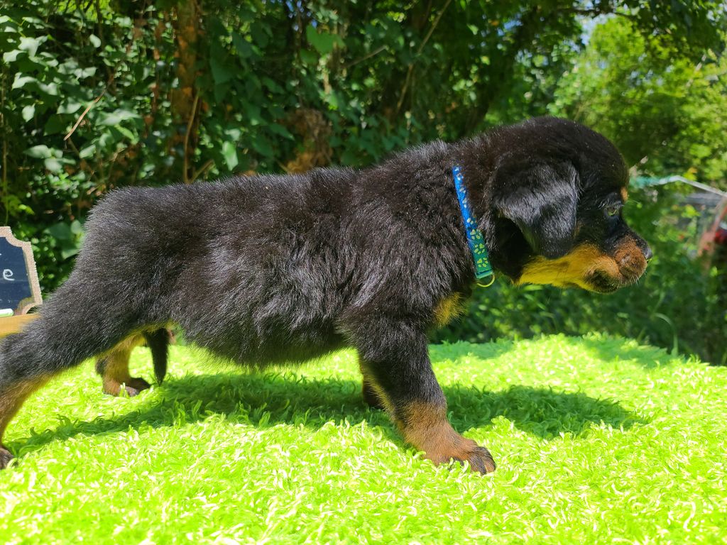 Long Rotts Quarter it Back & Go Go Go