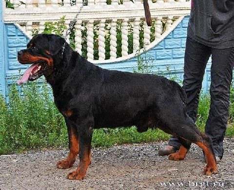 Kusto s Kazanskoy ReVery