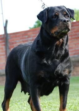 Xari Fanton von Olivio