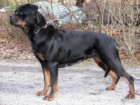 Eischa vom Obereck