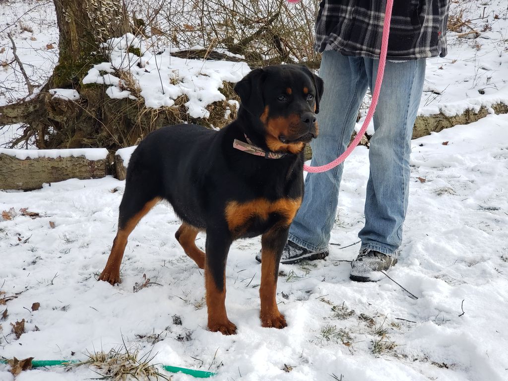 Black Beauty’s Solstice Rising of Long Rotts