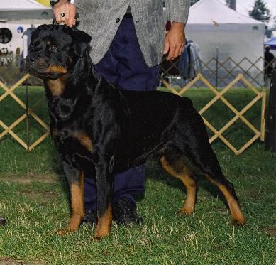 Bandit vom Waldbach