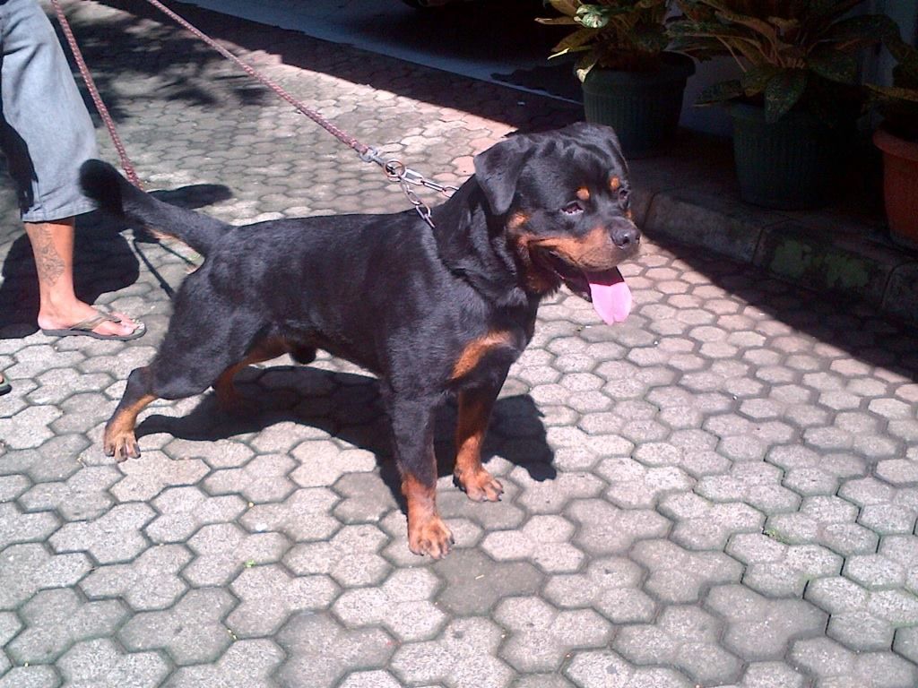 Maffy vom Grossen Tal