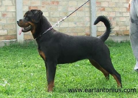 Puma Earl Antonius