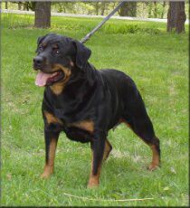 Zurrotts Banja