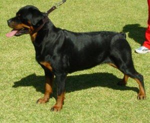 Willemstadt Slick Chic (AI)