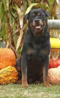 Rottidox City Slicker