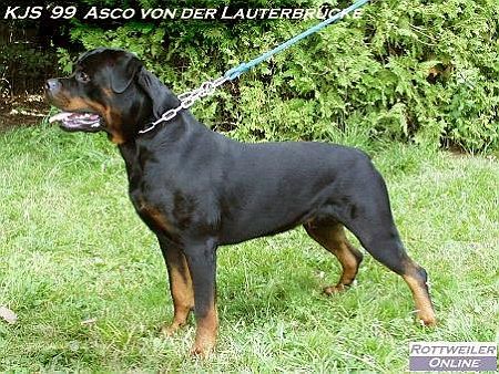 Asco von der Lauterbrucke