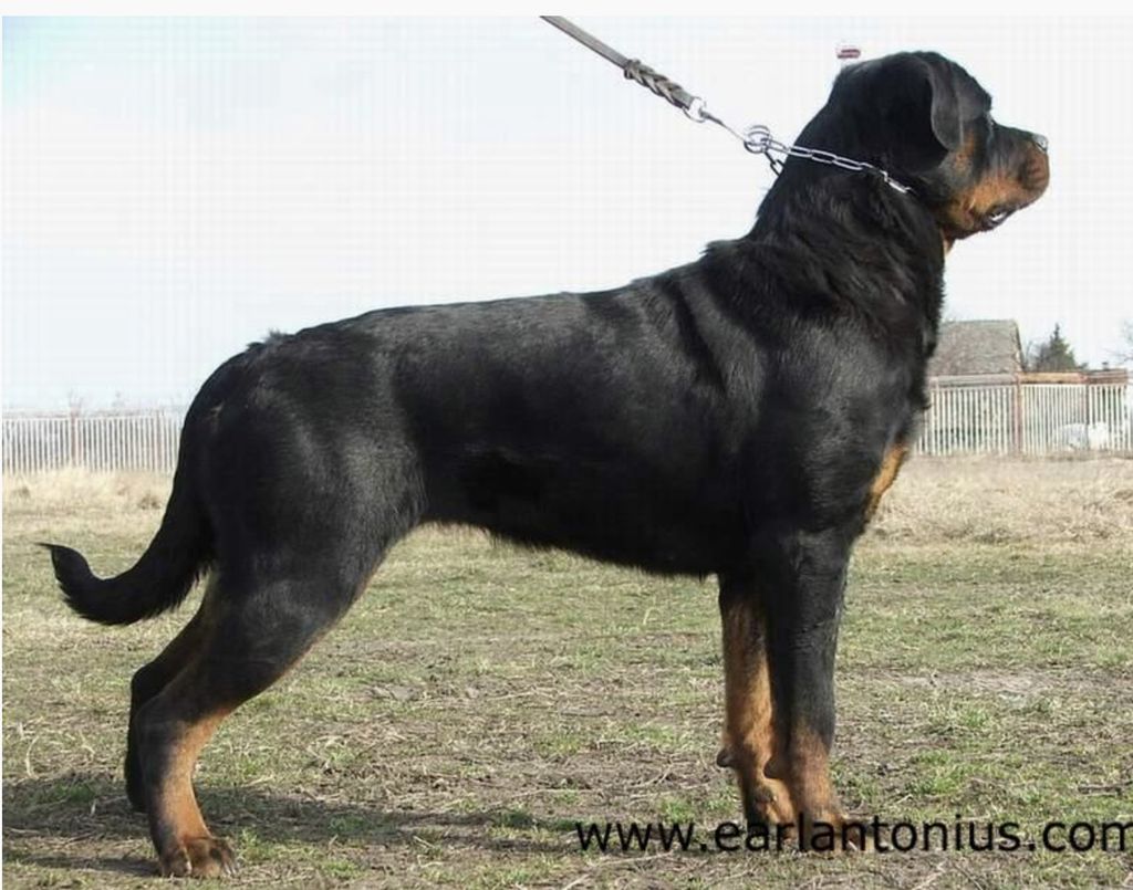 Naja Earl Antonius