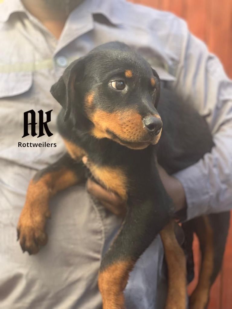 AK's Indy